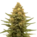 thumb of Lemon Auto Plant