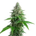 thumb of Lemon Cherry Gelato Auto Plant