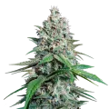 thumb of Lemon Cherry Gelato Plant