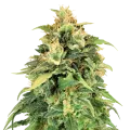 thumb of Lemon Skunk Plant