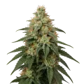 thumb of London Pound Cake Cannabis Plant