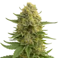 thumb of Love Potion Auto Plant