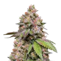 thumb of LSD Plant