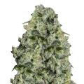 thumb of MAC 1 plant