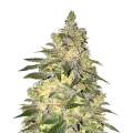 thumb of Mamba Negra CBD Plant