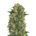 thumb of Master Kush plant