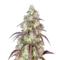 thumb of Mendo Breath-Cannabispflanze