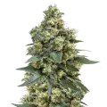 thumb of MK Ultra Plant
