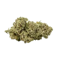 thumb of Moby Dick Bud