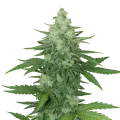 thumb of Moonshine Cookies Auto Plant
