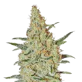 thumb of Nevilles Haze Plant