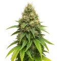 thumb of Northern Lights X Big Bud Auto Plant