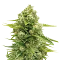 thumb of Northern Lights plant