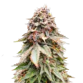 thumb of Nova OG plant