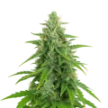 thumb of OG Kush Auto Plant