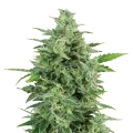 thumb of OG Kush plant
