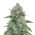 thumb of Original Glue plant