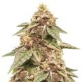 thumb of Outback OG Plant