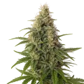 thumb of Peanut Butter Breath Auto Plant