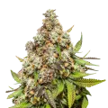thumb of Pennywise plant
