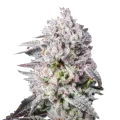 thumb of Permanent Marker Feminised Cannabis Seeds - 34% THC Bud Structure