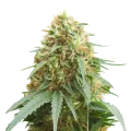 thumb of Pineapple Express plant