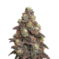 thumb of Pink Rozay Auto Plant