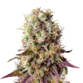 thumb of Pinkman Goo plant
