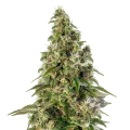 thumb of Platinum Cookies plant