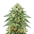thumb of Puff Pastry Cannabis Plant
