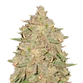 thumb of Pure Indica Plant