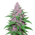 thumb of Purple Lemonade Auto Plant