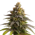 thumb of Purple Punch Auto Plant
