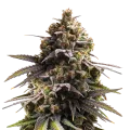 thumb of Purple Punch plant