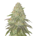 thumb of Rainbow Belts Cannabis Plant