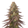 thumb of Red Devil Auto Plant