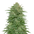 thumb of Romulan Cannabis Plant
