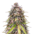 thumb of RS11 Rainbow Sherbert 11 Plant