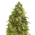 thumb of Sexxpot Auto Plant