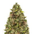 thumb of Sexxpot plant