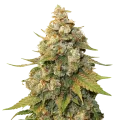 thumb of Shiskaberry Plant
