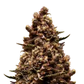 thumb of Sirius Black plant