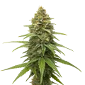 thumb of Skunk #1 Cannabis Plant