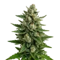 thumb of Skywalker OG Auto Plant