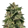 thumb of Skywalker OG Plant