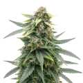 thumb of Slurricane Cannabis Plant