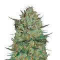 thumb of Snow White plant