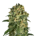thumb of Somango XXL Plant