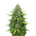 thumb of Sour Diesel Auto Plant