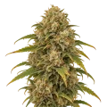 thumb of Sour Kush Plant